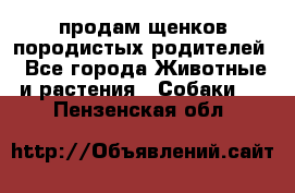 продам щенков породистых родителей - Все города Животные и растения » Собаки   . Пензенская обл.